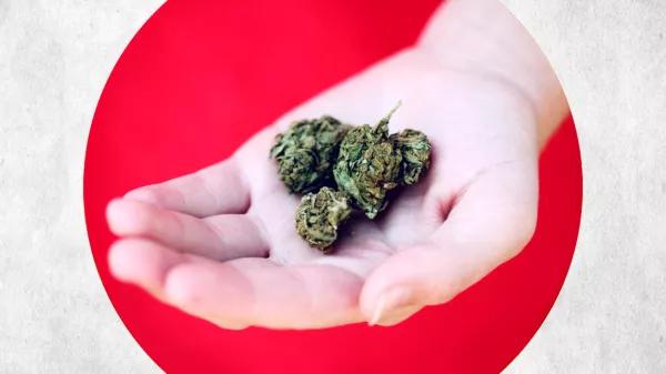 Japón trabaja ya en la regulación del cannabis medicinal 
