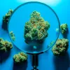 El cannabis podría ser utilizado para resolver crímenes