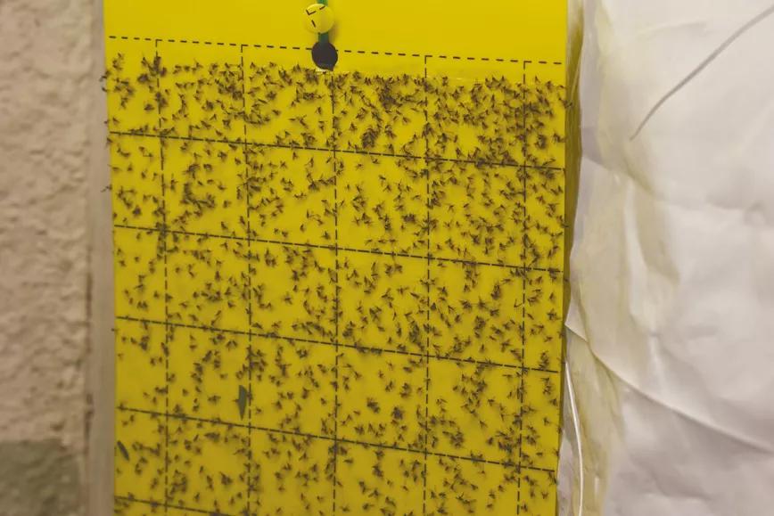 Pequeñas y molestas: control de las moscas del mantillo 