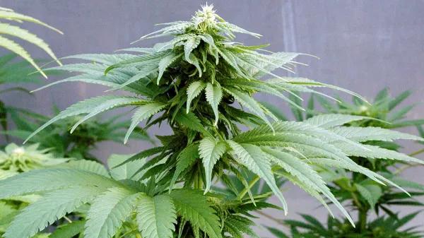 Cogollos bajo plástico: las ventajas de cultivar cannabis en invernadero 