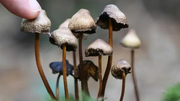 Los hongos psilocibios de Finlandia están bajo la ley penal