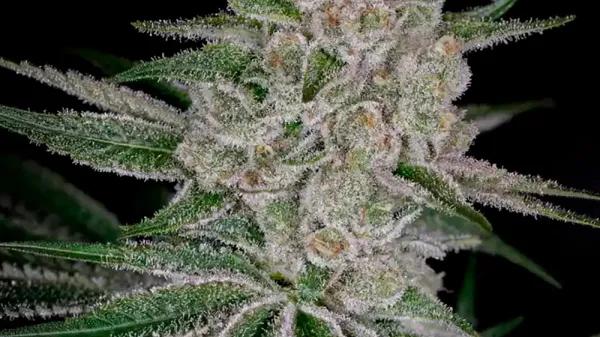 Shishka Lemonade: ¿la variedad más potente de Green House?