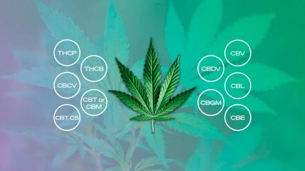 El potencial antiinflamatorio de los cannabinoides menores