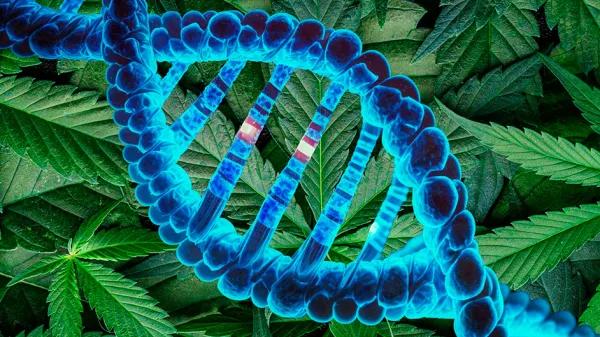 Tres genes están explicando cómo el cannabis define su sexo