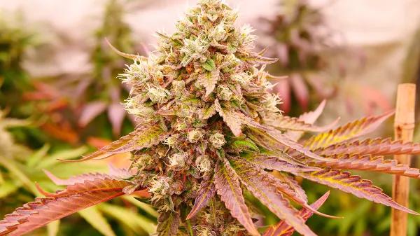 Burger Kush Early Version, de World of Seeds 