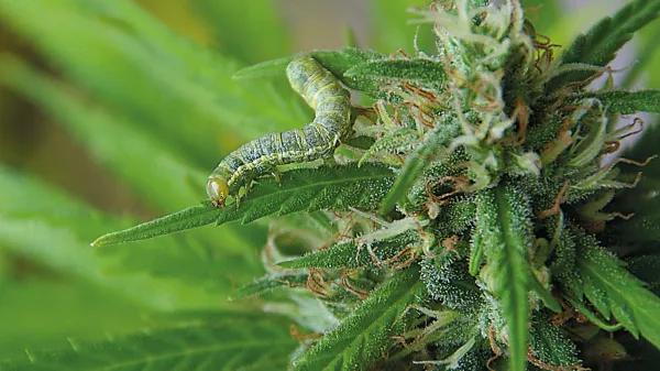 Bichos bajo control: cómo evitar y combatir las plagas en un cultivo de cannabis de exterior 