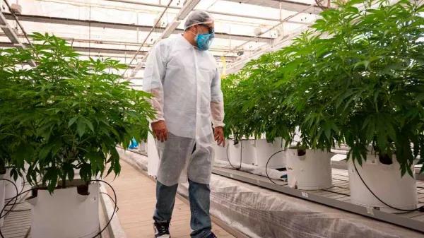 Canarias autoriza su primer cultivo para validar cannabis medicinal