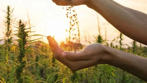 Australia busca destrabar la industria del cáñamo 