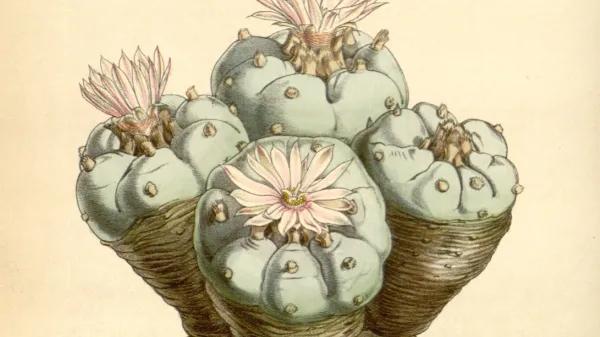 Peyote, el cactus que tuvo que esconderse tras los santos