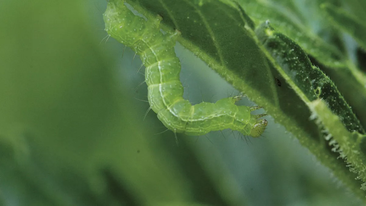Oruga debora cogollos