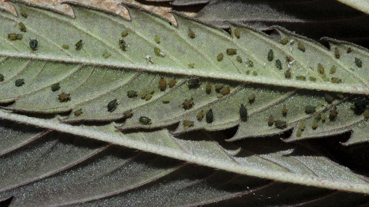 Pulgones en una hoja