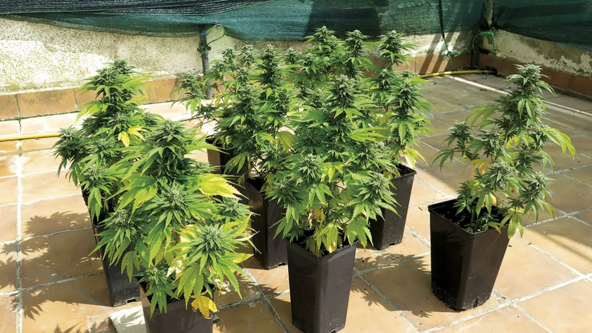 Plantas de cannabis
