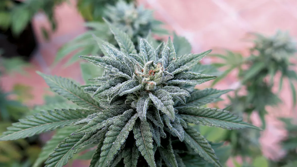 Planta con las hojas cubiertas de resina