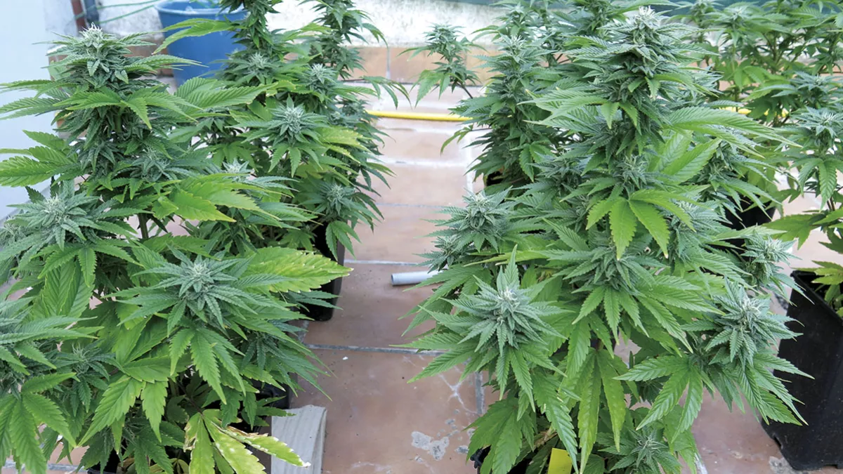Plantas de cannabis
