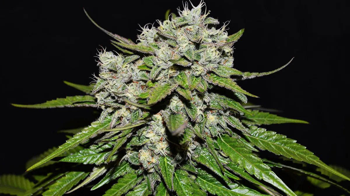 Neville’s Rose Auto de Delicious Seeds 