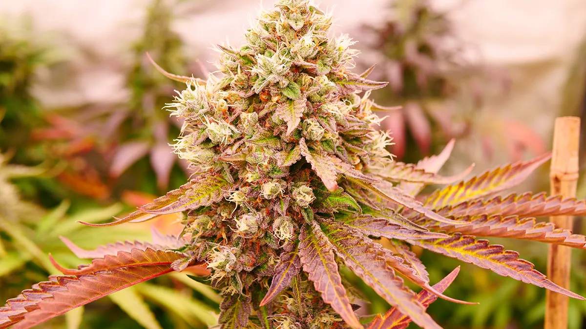 Burger Kush Early Version, de World of Seeds 