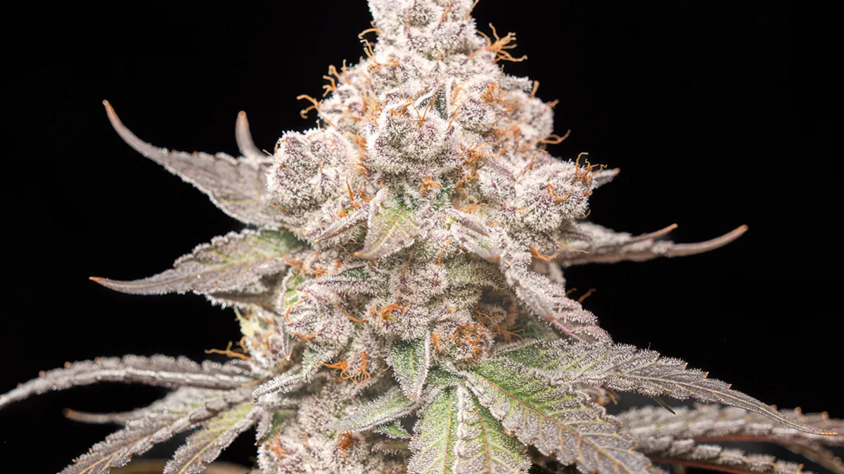 Pilot, de World Breeders