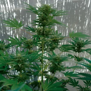 Los cogollos de invierno no son tan gruesos pero pueden ser muy aromáticos y potentes.