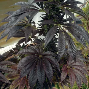 Algunas variedades adoptan tonos muy morados con el frío.