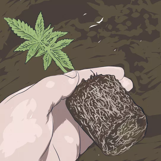 Ilustración: Trasplante