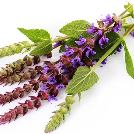 ¿Qué es la salvia y por qué es legal en mucho lugares?