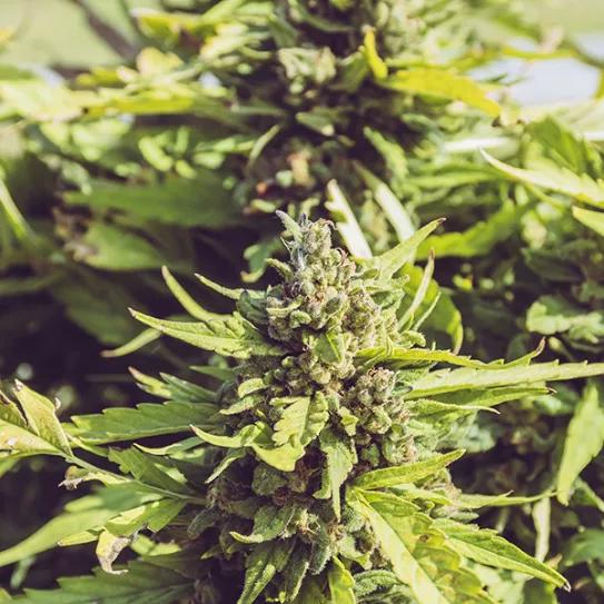 El pH en el cultivo orgánico, causa y solución de algunos de los problemas más comunes en el cultivo