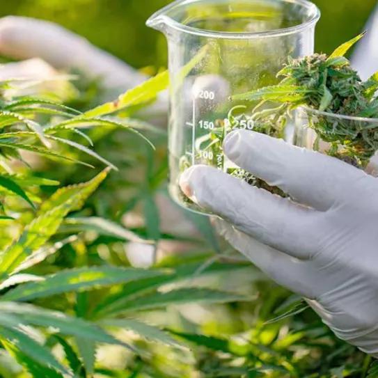 Brasil aprueba un medicamento de marihuana para uso medicinal