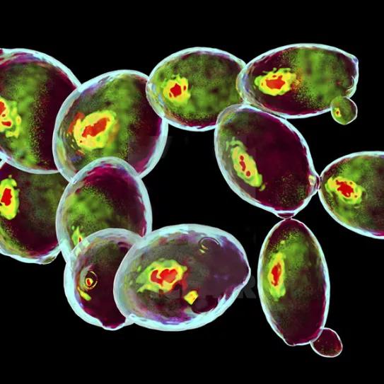 Logran una levadura que excreta grandes cantidades de psilocibina