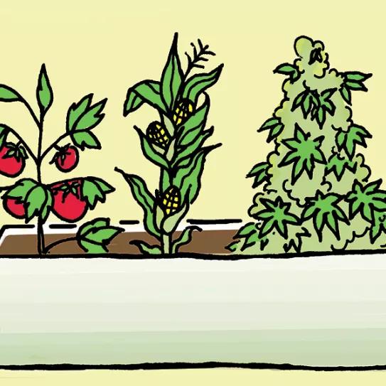 Asociaciones cannábicas se unen para pedir que la marihuana sea considerada “bien esencial” y se regule en territorio español