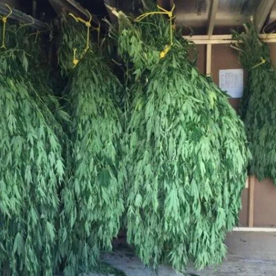 Pillan a una persona después de que diese un tour guiado a la policía por su granja de cannabis