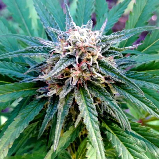 “Black Mamba”, ¿Tan potente como la serpiente?