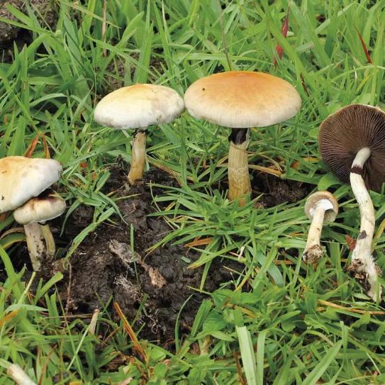 Setas, alucinógenos