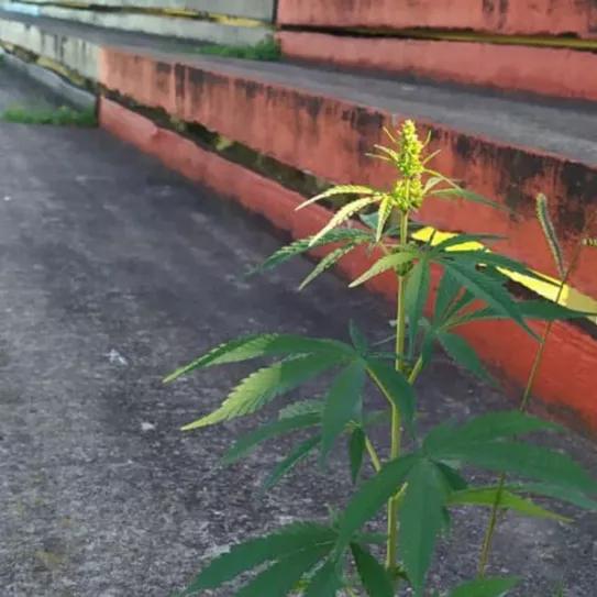 Crece planta de marihuana en estadio de fútbol