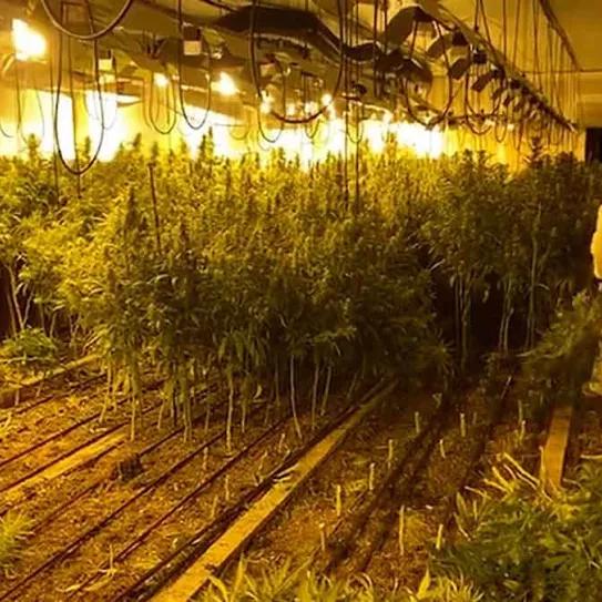 Guardia Civil desmantela dos naves industriales con 6.820 plantas de marihuana