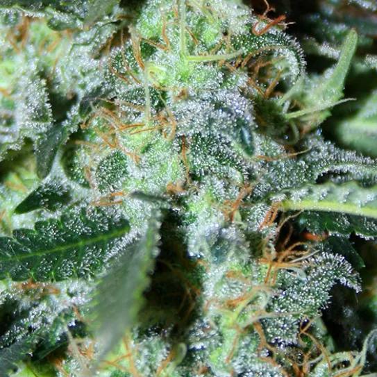 White Widow, ¿A qué se debe su popularidad?
