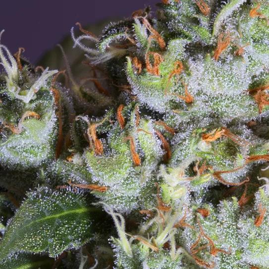 ¿Qué hay en tu marihuana? Conoce toda la verdad acerca del cannabis contaminado