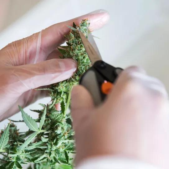 El negocio de la marihuana es poco diverso en Denver, dice un estudio