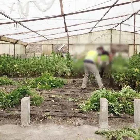 Incautadas 18.081 plantas de marihuana en tres viveros de Vélez-Málaga