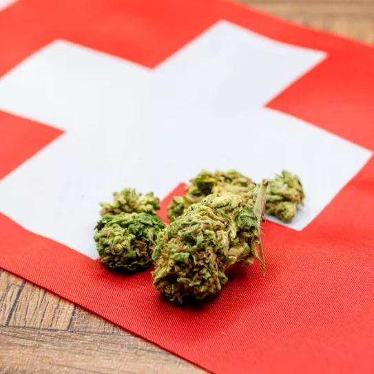 ¿Suiza está preparando una ley para legalizar el consumo de cannabis recreativo?