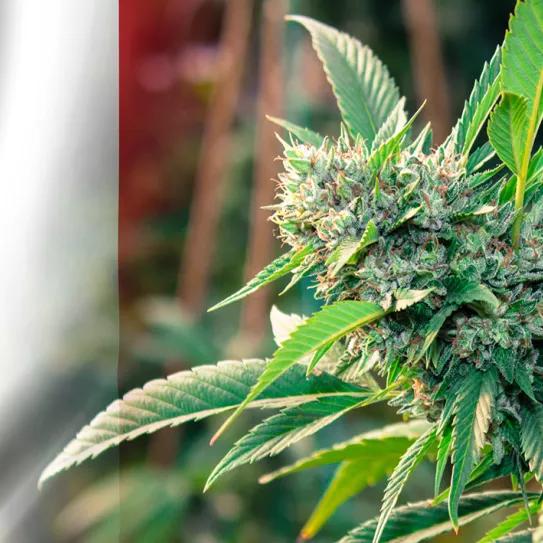 Aumenta el uso de CBD en Italia