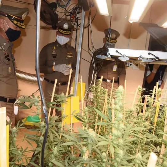 Español detenido en Bangkok por cultivo de marihuana
