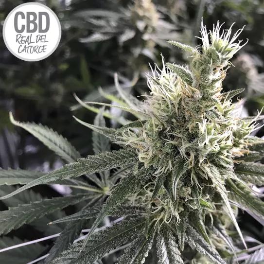 Darbuka CBD semillas de marihuana