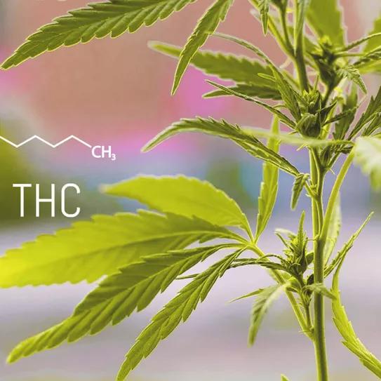 Estudio asegura que las mujeres son más sensibles al cannabis