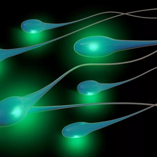 Científicos comprueban que el THC puede estar presente en el semen 