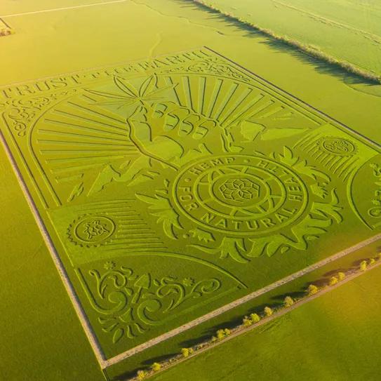 Utiliza un campo de cáñamo para hacer una obra de arte gigantesca