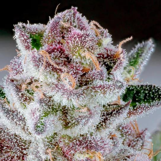 5 variedades de color púrpura que no harán que te quedes dormido