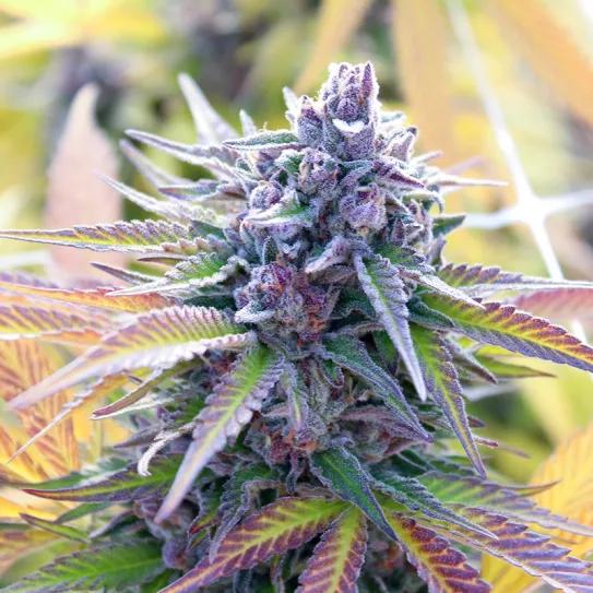 Venom OG, el veneno para la cura