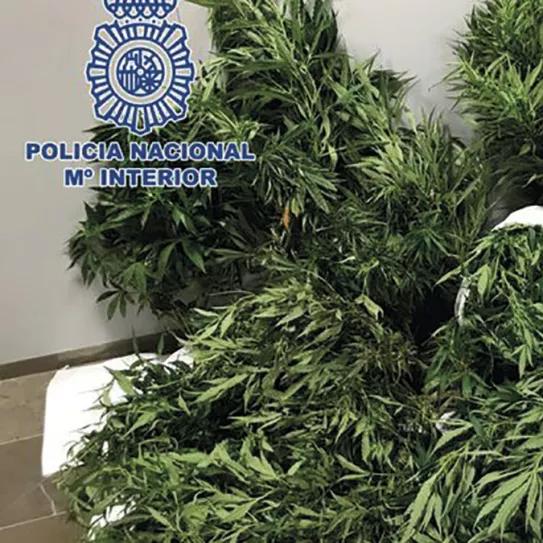 Plantas de cannabis incautadas 