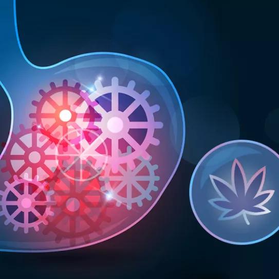 Pacientes de Síndrome del intestino irritable pasan menos tiempo en el hospital si toman CBD