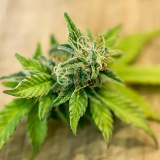 Principios del uso responsable del cannabis